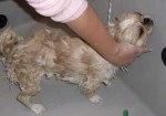 banho-e-tosa-de-animais-natal-1414171955