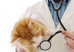 clinicas-veterinarias-natal-1414172106