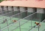 hotel-para-animais-natal-1414172710