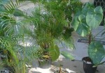 plantas-ornamentais-natal-1414246658
