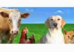 produtos-veterinarios-natal-1414173025