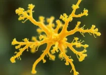 superfungo Candida auris