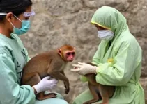 monkeypox