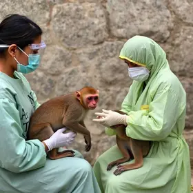 monkeypox