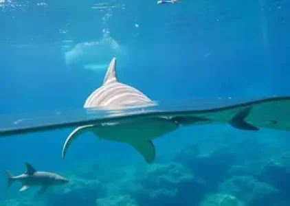 Sesc Oceanário