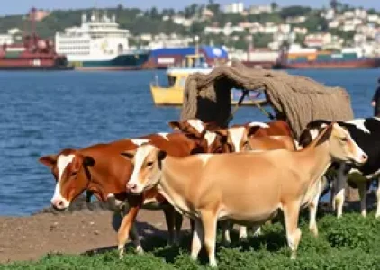 exportação de animais vivos