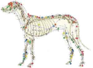 Acupuntura Veterinária em Natal