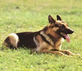 Adestramento de cães em Natal