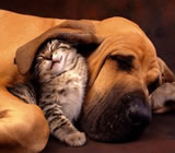 Hotéis para Cães e Gatos em Natal
